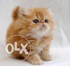 Extreme Punch Face Male Persian Cat available for sell