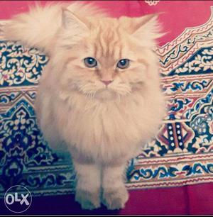 Female Persian Cat. 2 years old. long fur. very