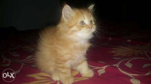 Female Persian Kittens. 2 months old. very