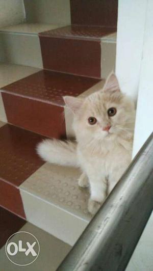 Female Persian cat for sale age is 6 month old.fawn colour