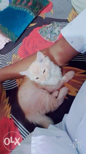 Female percian cat 3 months old only nd potty trained..