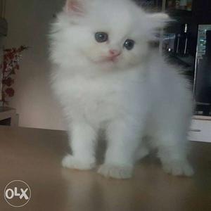 Female white kittens for sale in