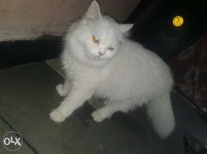 Firshain cat female