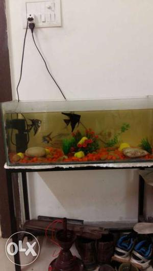 Fish stones plants n stones decorated purifier n