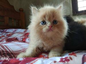 For Sale Persian Kitten .