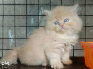 For sale Persian
