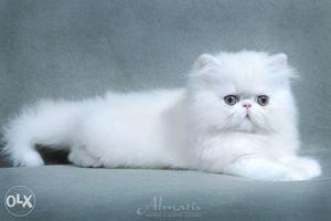 Good looking healthy and cute baby persian cats kitten