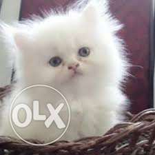 Good looking healthy and cute baby persian cats kitten sale