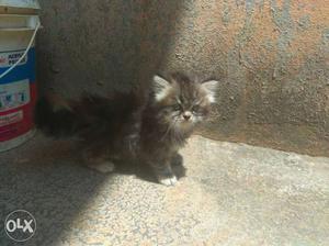 Good quality kittens available