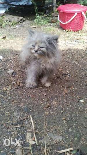 Gray Long-fur Kitten