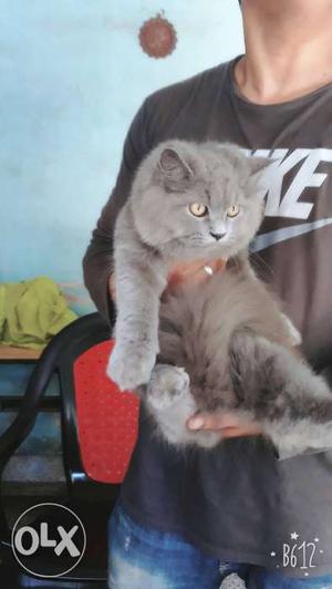 Gray percian cat
