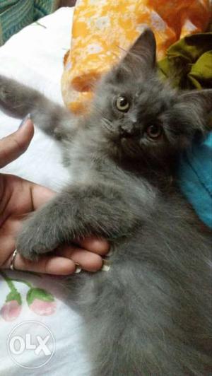 Grey Short Fur Persian kitten