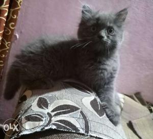 Grey persion female cat for sale