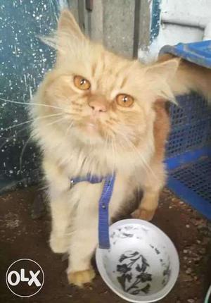 Hi im selling ma punch and doll face Persian cat