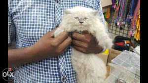 Himalayan kitten 2 month old semi punch quality