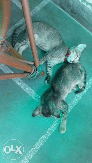 Kittens of Bengoli cat