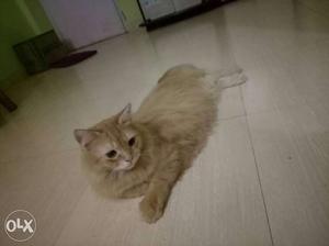 Long Coated Brown Cat