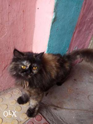 Long-fur Black And Brown Cat
