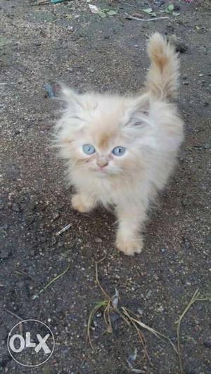 Long-fur Orange Kitten