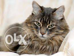 Lovely cat available - dayal pet center