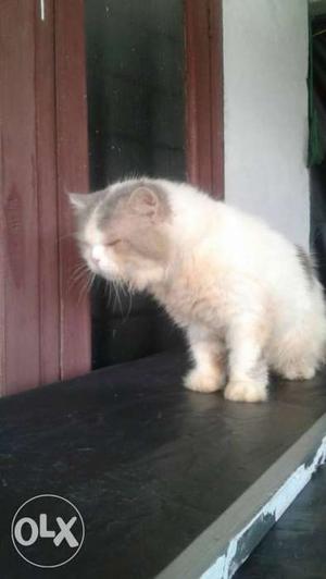 Male persian cat 1.5 years very healthy cat good
