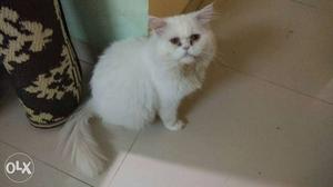 Male punch Persian for mating 1 year old #not for sale only