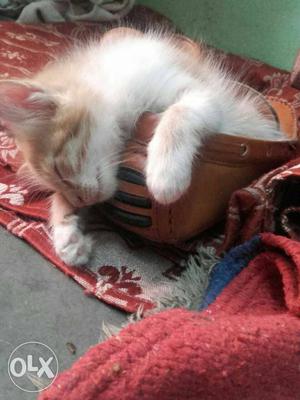 Medium-fur White And Orange Kitten