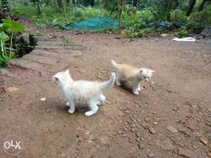 One Brown And One White.persion male and female