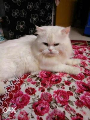 Only for breeding white Persian male