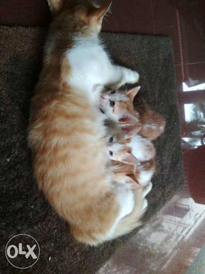 Orange Tabby Cat Kittens