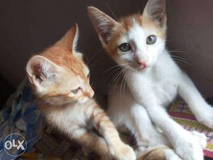 Orange Tabby Kitten And Orange Tabby Mix Kitten