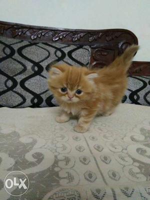 Orange Tabby Kitten female