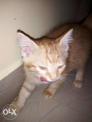 Orange percian kitten