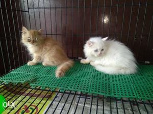 Persain kittens available in honey petzone