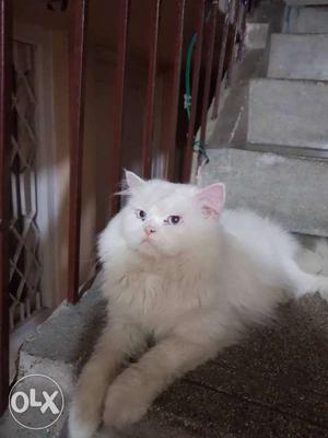 Persain male cat 2yrs old... vacanine