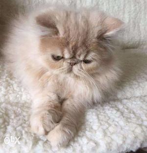 Persian Kittens For Sell Trust Kennel Online Pets Shop Delhi