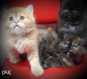 Persian cat for sell 40 Days old