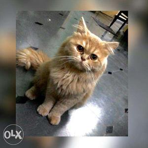 Persian cat male 1 year old young and training