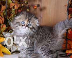 Persian cats available here