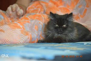 Persian cats. pet's available more details text