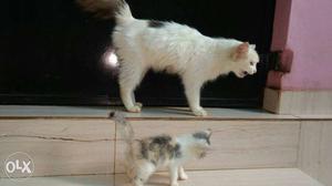 Persian cross cat