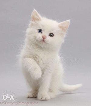 Persian kitten available