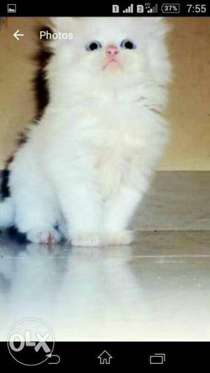 Persian kitten avilblee more details text me pet