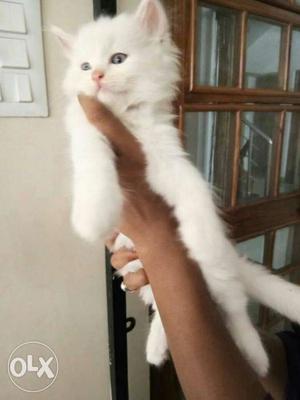 Persian kittens available male and female
