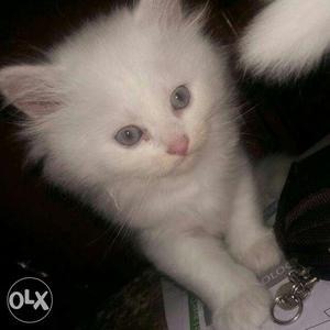 Persian kittens pure white blue eyed each for