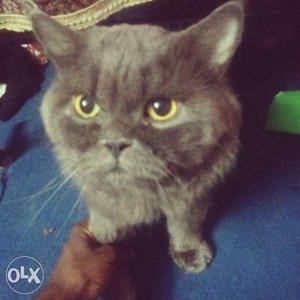 Persian male cat for crossing pure breed heavy