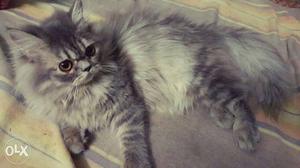 Persian male cat one year old its been brought