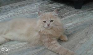 Persion male cat available 4months gud breed gud quality