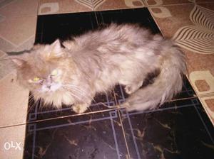 Pure Grey Female Persian cat, only 9 months old.