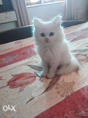 Pure female persian cat 2 mnths old